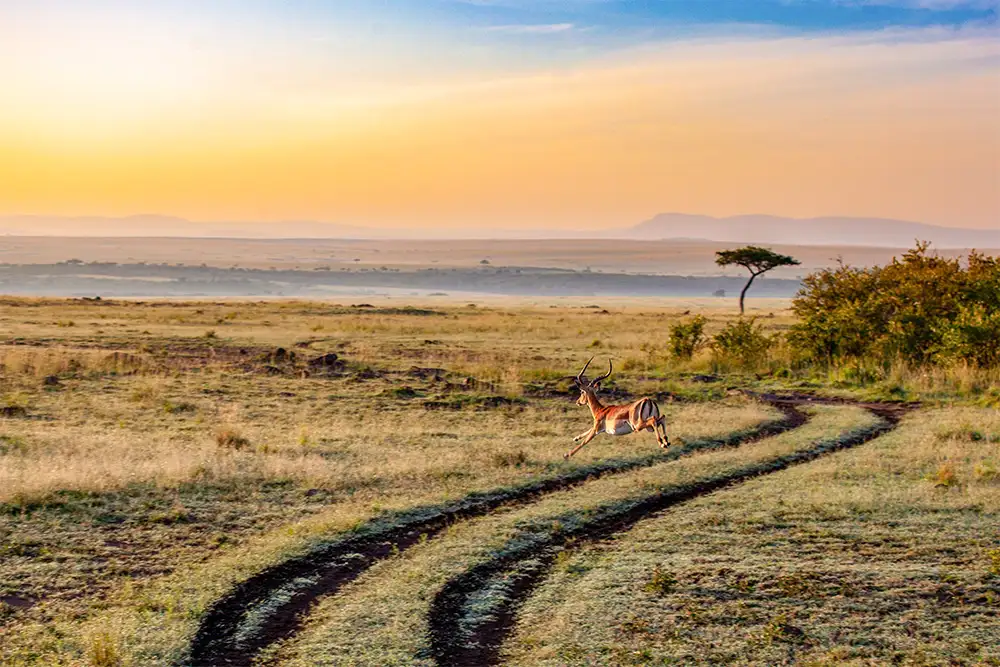 KENYA (6N/7D)